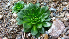 Draba jorullensis