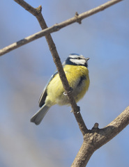 Cyanistes caeruleus