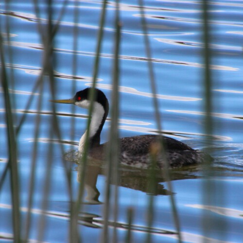 iNaturalist observation photo of Western Grebe