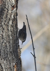Sitta europaea