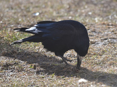 Corvus frugilegus