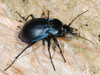 Carabus convexus - Photo (c) Paolo Mazzei, some rights reserved (CC BY-NC), uploaded by Paolo Mazzei