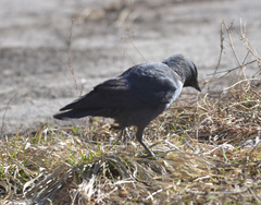 Corvus monedula