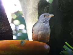 Turdus rufiventris