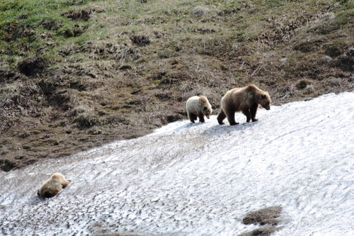 Ursus arctos