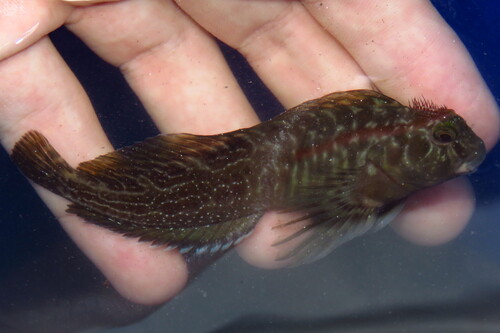 Scartella cristata