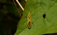 Savius diversicornis