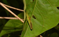 Savius diversicornis