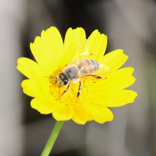 iNaturalist observation photo of Western Honey Bee
