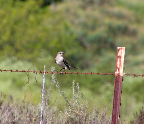 iNaturalist observation photo of Northern Mockingbird