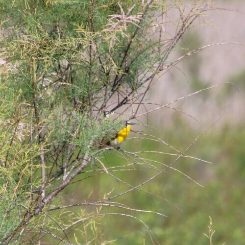 iNaturalist observation photo of Yellow-breasted Chat