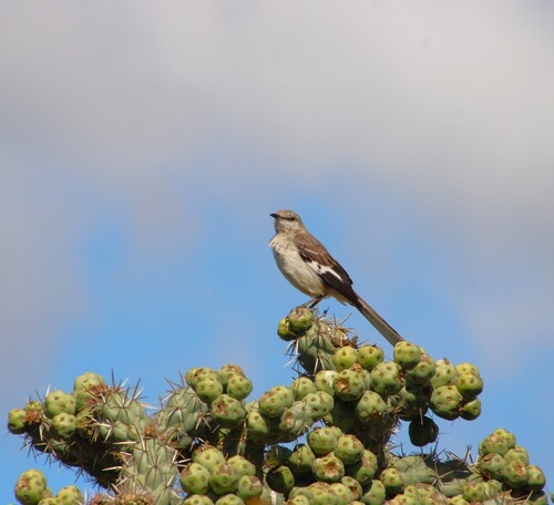 iNaturalist observation photo of Northern Mockingbird