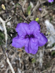 Ruellia breedlovei