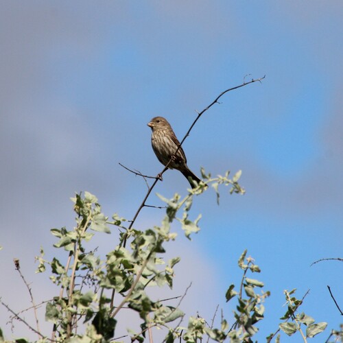 iNaturalist observation photo of House Finch