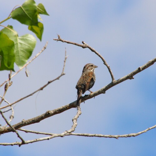 iNaturalist observation photo of Song Sparrow