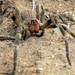 Phoneutria nigriventer - Photo (c) Techuser,  זכויות יוצרים חלקיות (CC BY-SA)
