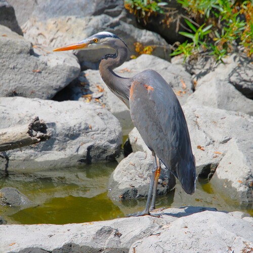 iNaturalist observation photo of Great Blue Heron