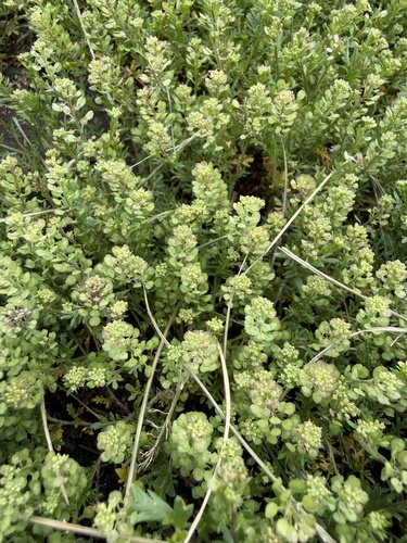 Veiny Pepperweed (Lepidium oblongum)