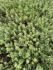 Lepidium oblongum, photograph author not stated, no rights reserved