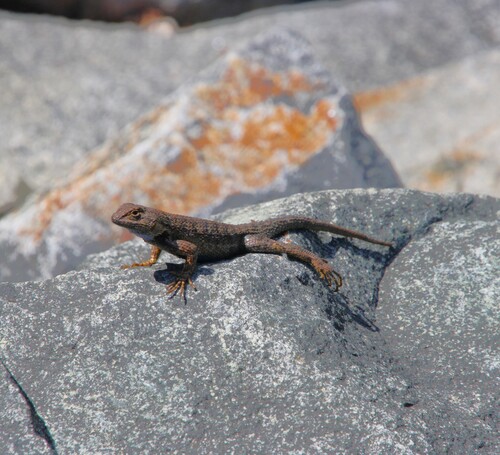 iNaturalist observation photo of Western Fence Lizard