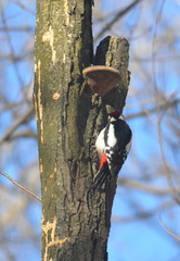 Dendrocopos major