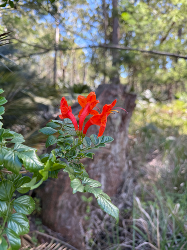 Tecomaria capensis