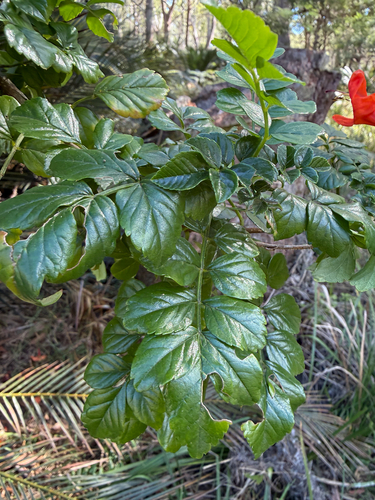 Tecomaria capensis