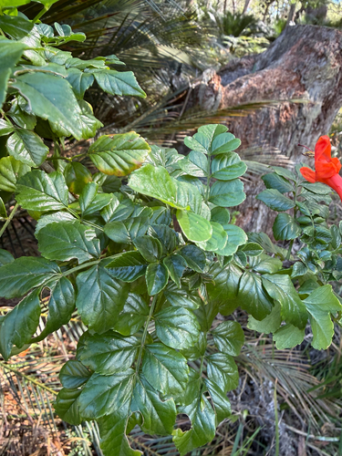 Tecomaria capensis