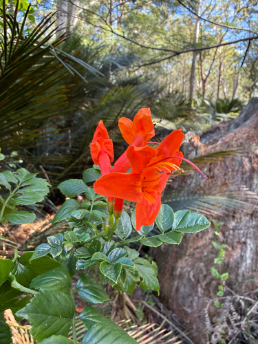 Tecomaria capensis