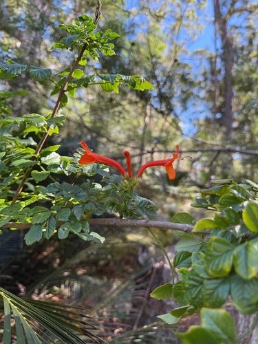 Tecomaria capensis