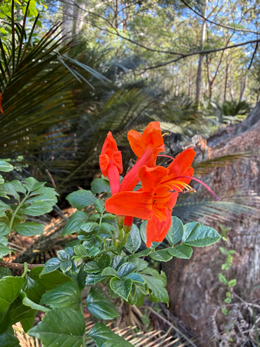 Tecomaria capensis