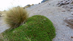 Arenaria oresbia