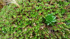 Arenaria oresbia