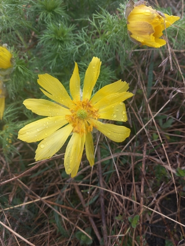 Spring Adonis