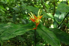 Heliconia aurantiaca