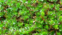 Arenaria oresbia