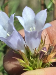 Prismatocarpus cliffortioides