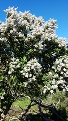 Ceanothus arboreus