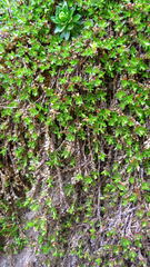 Arenaria oresbia