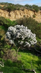 Ceanothus arboreus