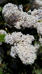 Ceanothus arboreus