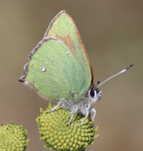 Lotus Hairstreak