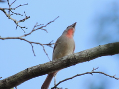Piranga roseogularis