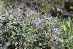 Astragalus testiculatus