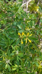 Acmispon dendroideus dendroideus