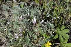 Astragalus testiculatus