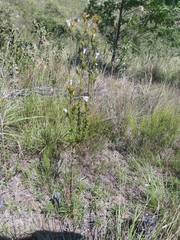 Prismatocarpus cliffortioides