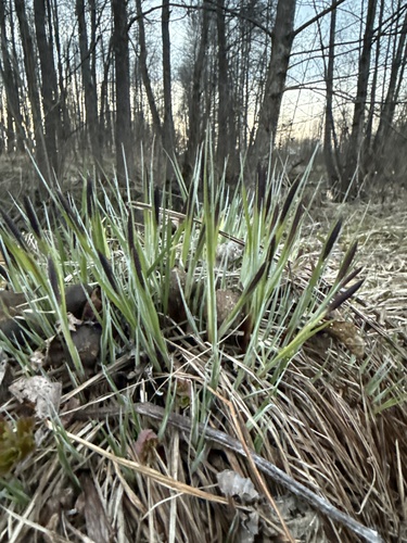 Hassock-grass (Carex cespitosa)