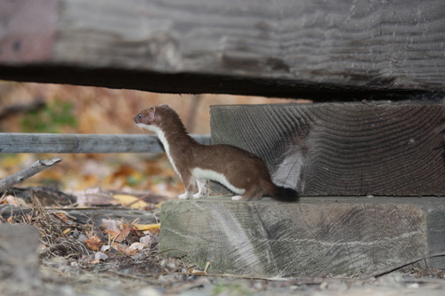 Mustela erminea
