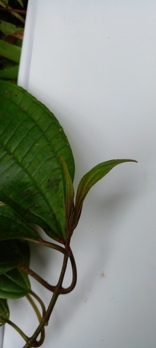 Miconia cooperi observed 2026-02-28